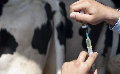 В селах Обуховского района будут проводить прививки и анализы скоту