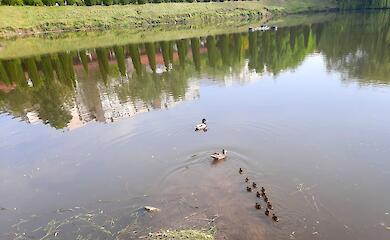 Спасательная операция: зоозащитники и неравнодушные обуховцы спасли утенка, который упал в коллектор на озере (ВИДЕО)