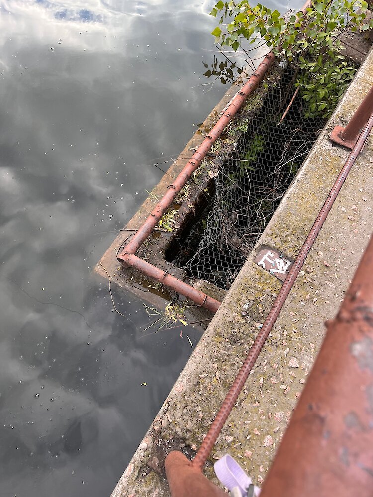 В Обухове спасли утенка, который упал в коллектор на озере