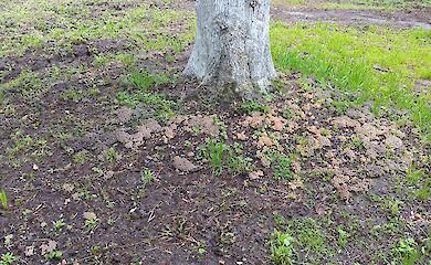 В парке возле Бучи нашли "грибное поле" в парке возле Бучи