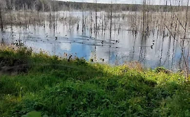 После затопления пойма реки Ирпень возле Лютежа превратилась в птичье царство