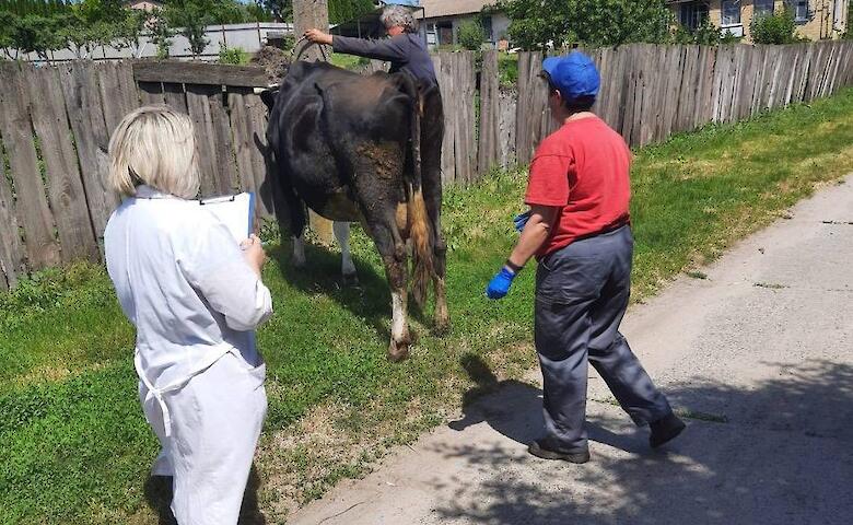 У селах Обухівського району ветеринари проводять весняний огляд худоби