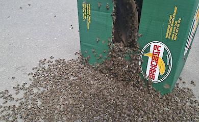 В центре Киева неравнодушные горожане спасли рой пчел: спасательная операция длилась более часа