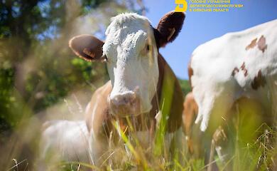 Сегодня в Обуховском районе будут вакцинировать домашних животных от сибирской язвы: где и когда