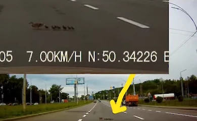 Мама-утка с утятами остановила автомобильное движение в Киеве