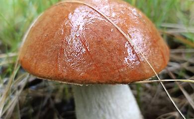 "Идеальный красавец": возле Бучи нашли безупречного красноголовца