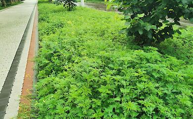 В Обухове не нашли подрядчика для уничтожения амброзии