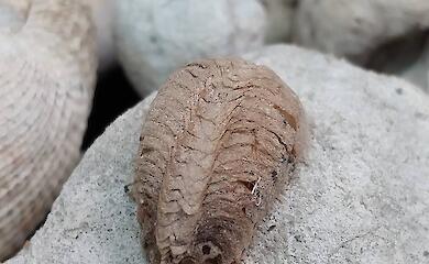 В шутку и всерьез: что думают украинцы о трагической судьбе самцов богомолов