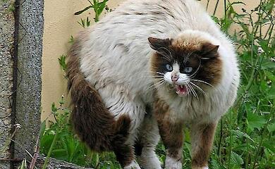 В селе вблизи Обухова обнаружили бешенство у бездомного кота