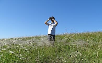 Трое совят замечены возле станции Глубокие Балыки на Ржищевщине