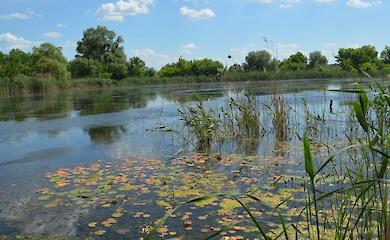 Почему воняет вода: проверка пруда на Обуховщине выявляла экологические угрозы - детали