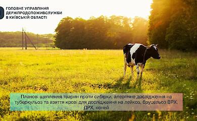 В Обуховском районе проводят прививки животных и проверки на болезни