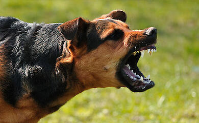 В селе вблизи Обухова зафиксирован случай бешенства у собаки