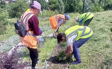 В Богуславе рассказали о горожанке, которая ежегодно дарит цветы для озеленения города