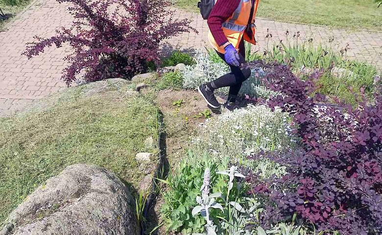 В Богуславе рассказали о горожанке, которая ежегодно дарит цветы для озеленения города