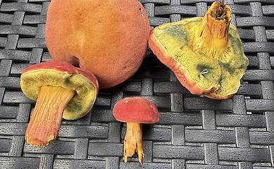 Неидентифицированные грибы появились на клумбе в Ирпене: жители ищут ответы