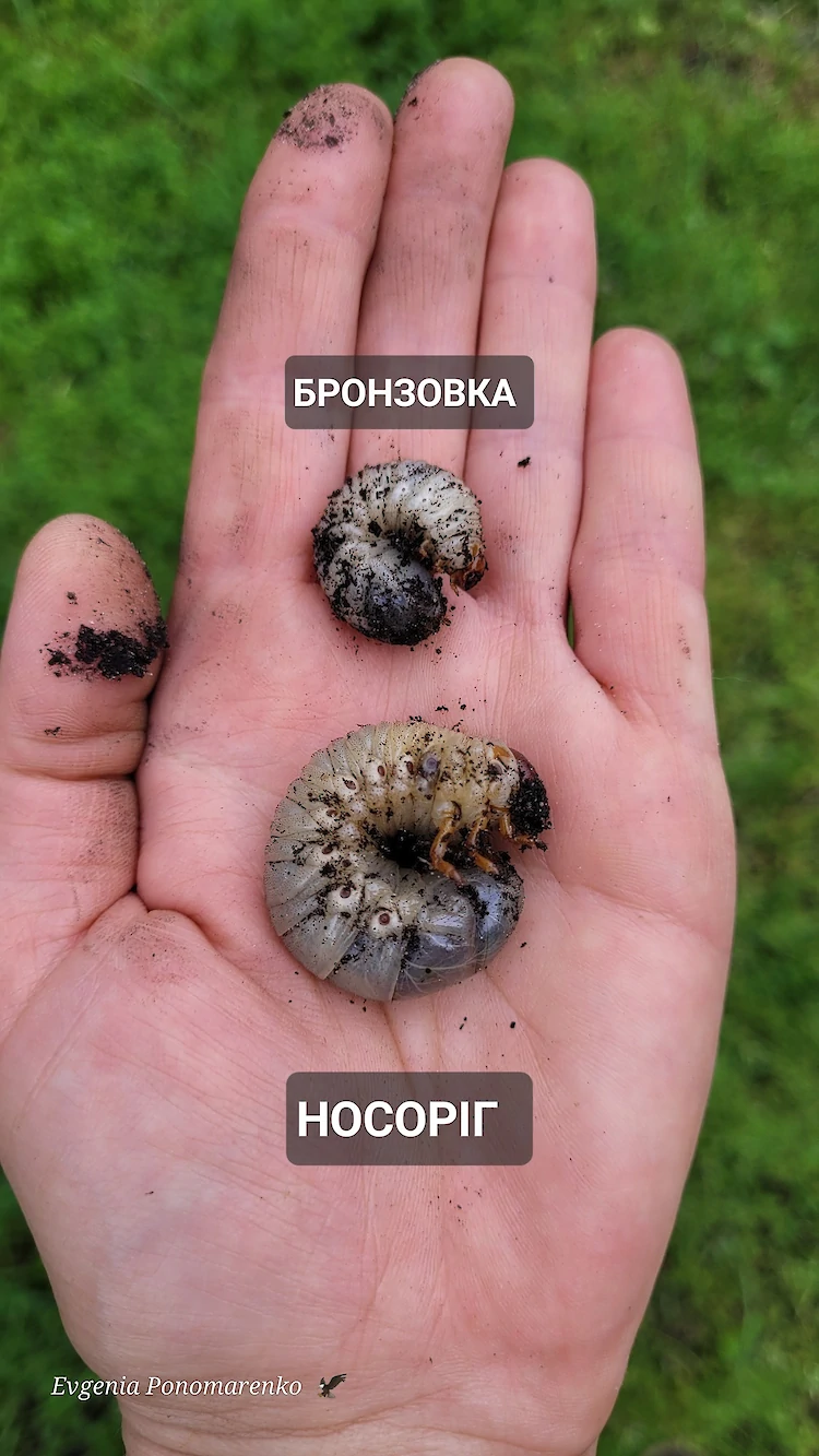 Чем личинка майского жука отличается от носорога и почему это важно для вашего огорода