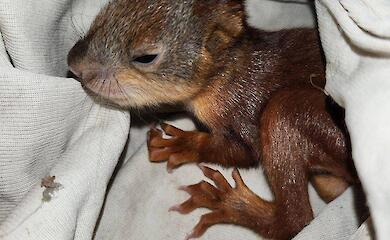 В Хотове во время рейда зоорятувальников спасли бельчонка