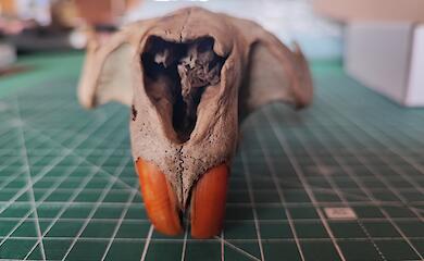 Таємничий череп з острова Козацький на Обухівщині розбурхав соцмережі