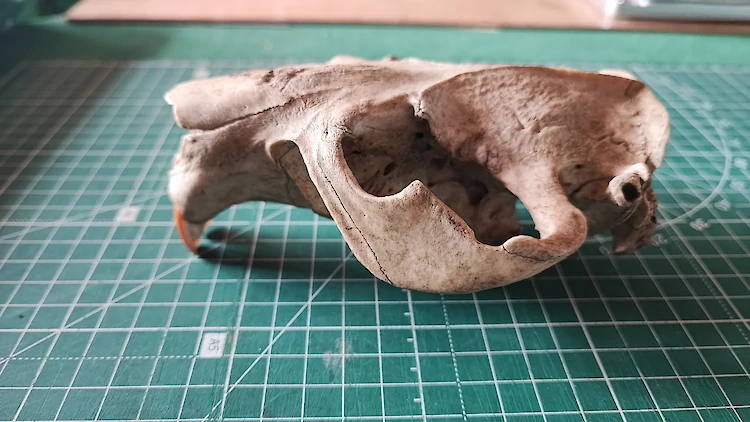 Таємничий череп з острова Козацький на Обухівщині розбурхав соцмережі