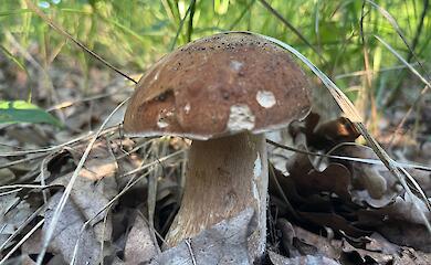 Грибники фиксируют уменьшение лисичек в лесах возле Ирпеня