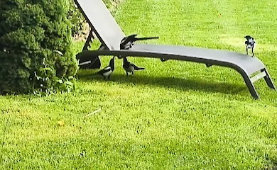 В Обухівському районі зафільмували ритуал прощання з гніздом у сорок