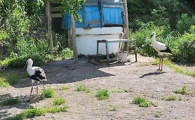 У Підгірцях врятували травмованого лелеку