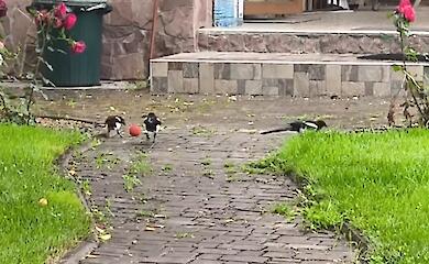 Обухівські сороки влаштували футбольний матч на подвір&rsquo;ї