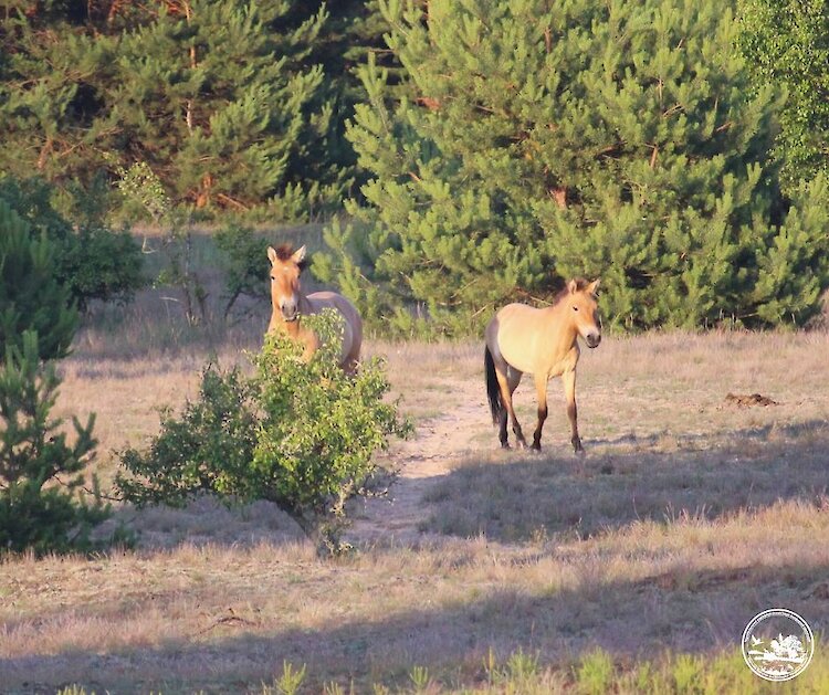 Легенда Чорнобиля більше не сама: що відбулося в житті екстравагантного мешканця Зони