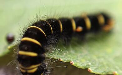 "Битый небитого везет": на спине у гусеницы заметили клеща-пассажира