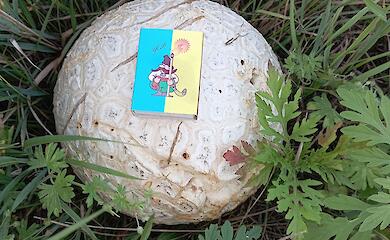 Находка возле Бучи вызвала споры среди грибников