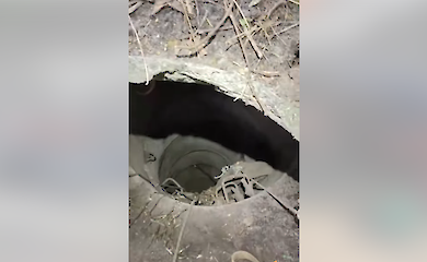 У Києві врятували собаку Агату, яка впала в десятиметровий колодязь