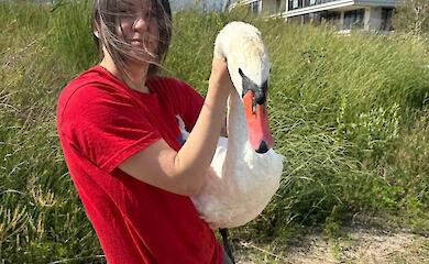 В Подгорцах спасли лебедя, который проглотил рыболовные снасти