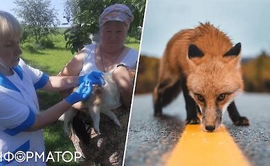 На Київщині зафіксували понад 50 випадків сказу серед тварин: Обухівщина на другому місці