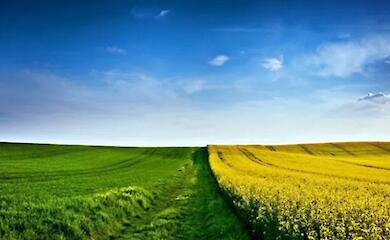 Біля Кагарлика фермерське господарство вирощує 13 культур