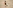 Зяблик наважився на прогулянку між котами: чим це закінчилося