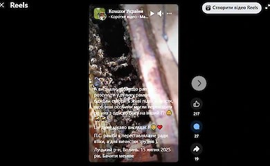 Пасечница сняла как пчелы создают "живой мост" из собственных тел