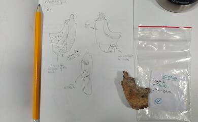 Новые данные свидетельствуют о пищевых традициях у неандертальцев