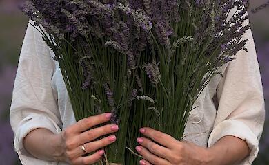 Лавандовый лан в Обуховском районе стал одной из самых популярных локаций лета