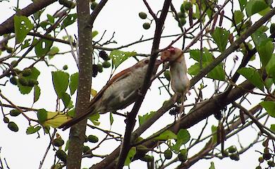 На Обуховщине сфотографировали существо, которое стало прототипом Шрайка в произведениях Симмонза