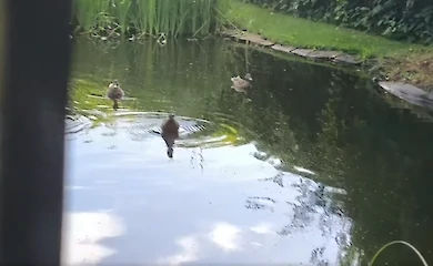 На подвір&rsquo;ї мешканця Обухівського району "оселилися" незвані гості: кричать і вимагають їсти