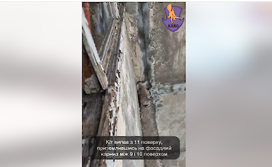 У Києві кіт випав з 11 поверху і вижив: як cталося це чудо