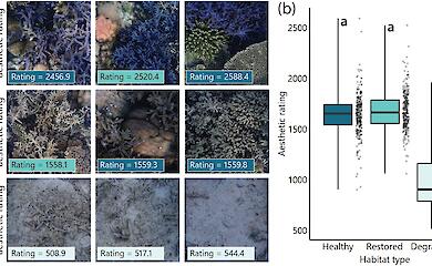 Вчені знайшли спосіб виміряти красу рифів: це допоможе у їх відновленні