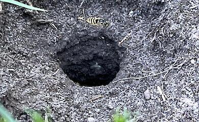 В Нещерове нашли отверстия в земле и спорят о вредности их жителей