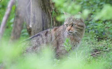 Кто мог съесть кота - в сети обсуждают загадочное исчезновение домашнего любимца