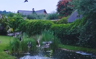 Навіть дикі качки бояться "шахедів": відео з Обухівщини приклад цього