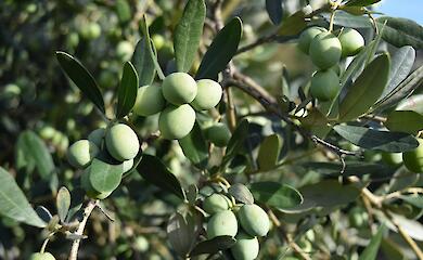 Європейські фермери об'єднуються заради екологічного землеробства