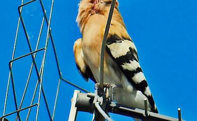 Він рятує полуницю і допомагає фермерам: хто цей корисний птах