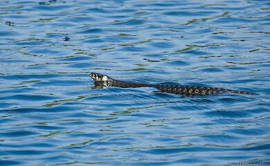 Плавати треба обережно: у водоймах живуть інші істоти
