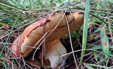 После дождей в Бучанском районе ожил лес и его жители - грибы